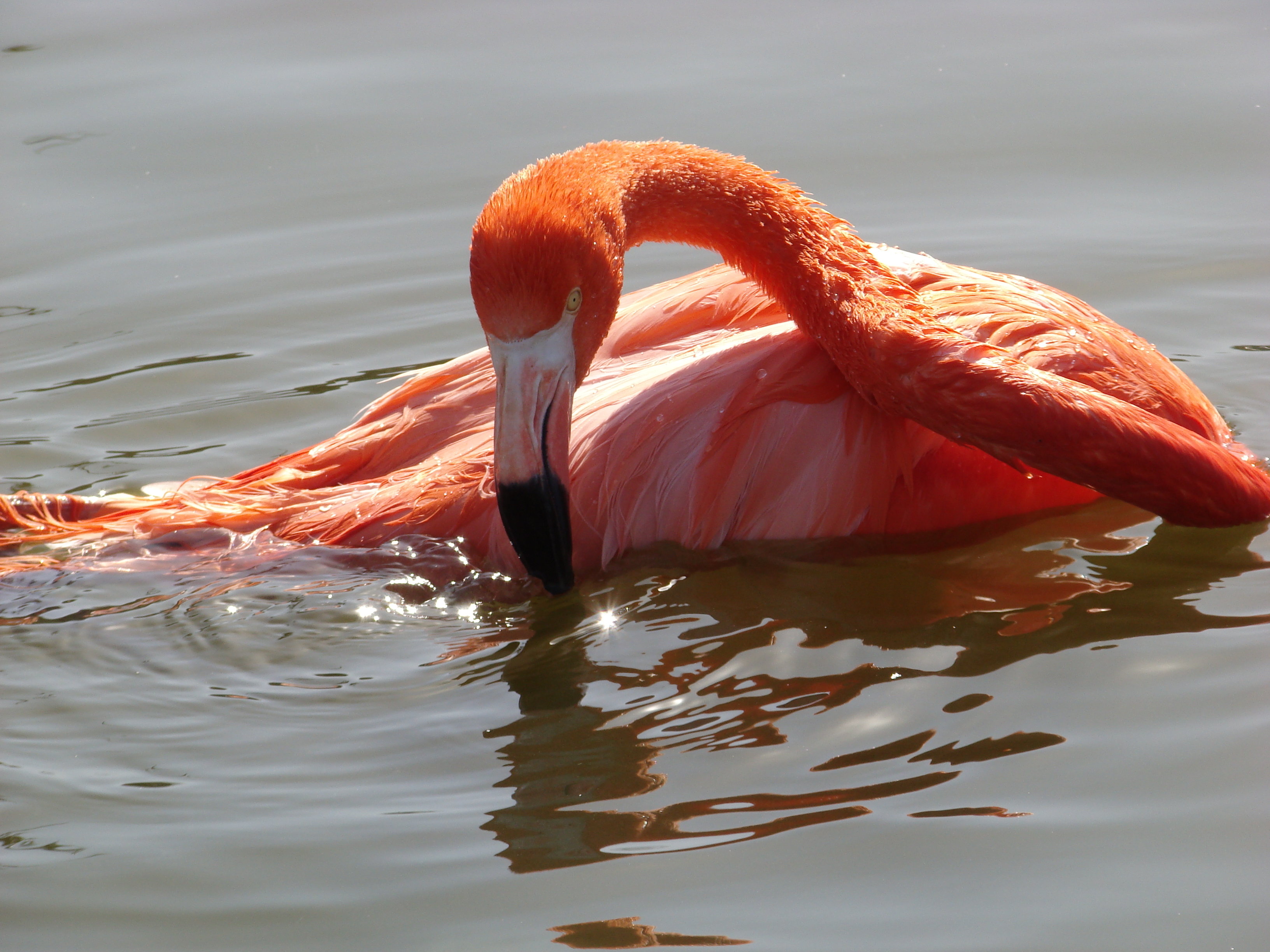 Фломинго. Фламинго. Розовый Фламинго. Фламинго в воде. Фламинго фото.
